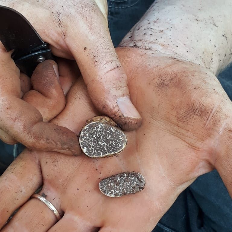 Agora os pesquisadores estão desenvolvendo mudas orgânicas de nogueiras-pecã para trufas gastronomicamente acessíveis. Foto: Marcelo Sulbacher Agora os pesquisadores estão desenvolvendo mudas orgânicas de nogueiras-pecã para trufas gastronomicamente acessíveis. Foto: Marcelo Sulbacher