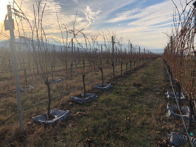 A plantação de uvas em Saguramo, no norte da capital da Georgia, tem 450 variedades locais e outras 350 estrangeiras para fins de pesquisa. Foto: Amie Ferris-Rotman/The Washington Post A plantação de uvas em Saguramo, no norte da capital da Georgia, tem 450 variedades locais e outras 350 estrangeiras para fins de pesquisa. Foto: Amie Ferris-Rotman/The Washington Post