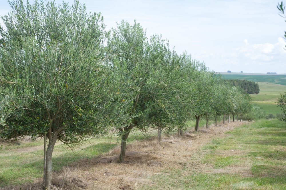 A imensidão dos Pampas também tem espaço para o azeite de oliva, a partir de uma pesquisa iniciada no final da década passada. Foto: Julio Soares/divulgação. A imensidão dos Pampas também tem espaço para o azeite de oliva, a partir de uma pesquisa iniciada no final da década passada. Foto: Julio Soares/divulgação.