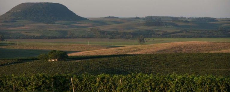 Região do Rio Grande do Sul tem tudo para ter o melhor vinho do Brasil