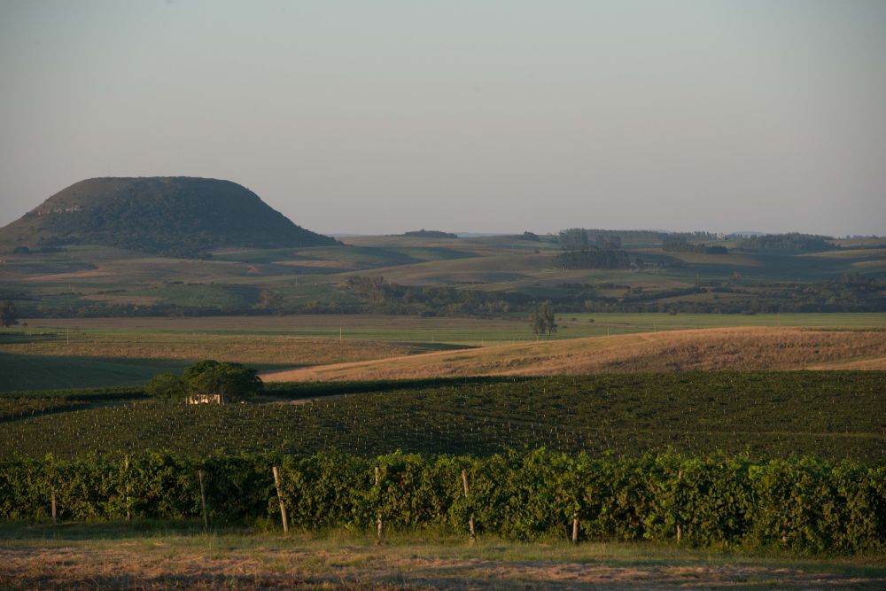 A Campanha Gaúcha tem um 'terroir' muito particular, com as quatro estações do ano bem definidas e solo arenoso. Foto: Julio Soares/divulgação. A Campanha Gaúcha tem um 'terroir' muito particular, com as quatro estações do ano bem definidas e solo arenoso. Foto: Julio Soares/divulgação.