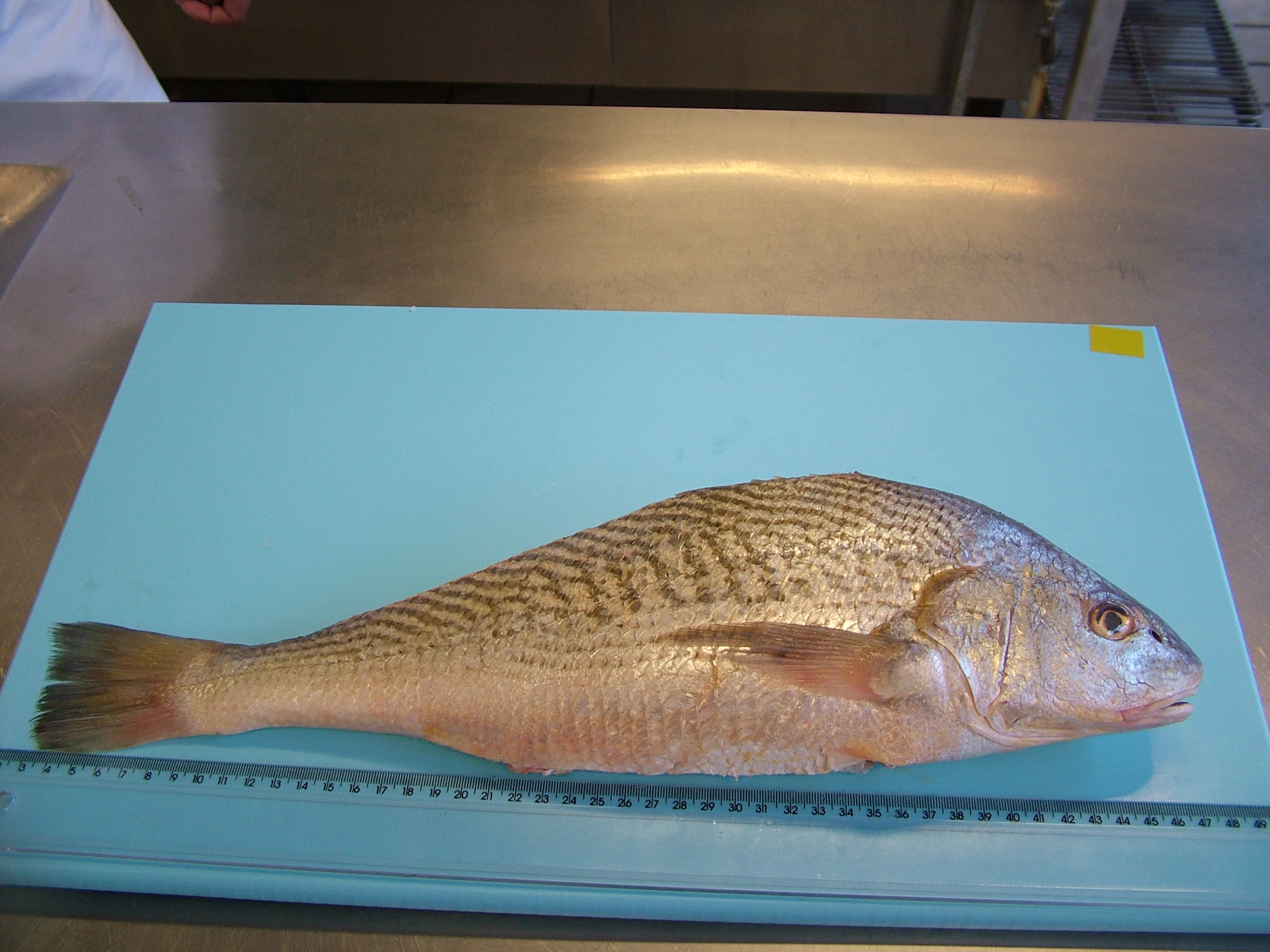 SC tem 130 espécies de peixes, mas o salmão é o mais pedido nos restaurantes SC tem 130 espécies de peixes, mas o salmão é o mais pedido nos restaurantes