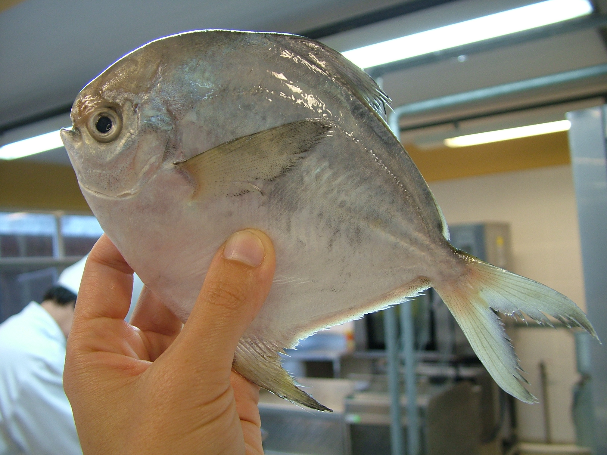 SC tem 130 espécies de peixes, mas o salmão é o mais pedido nos restaurantes SC tem 130 espécies de peixes, mas o salmão é o mais pedido nos restaurantes