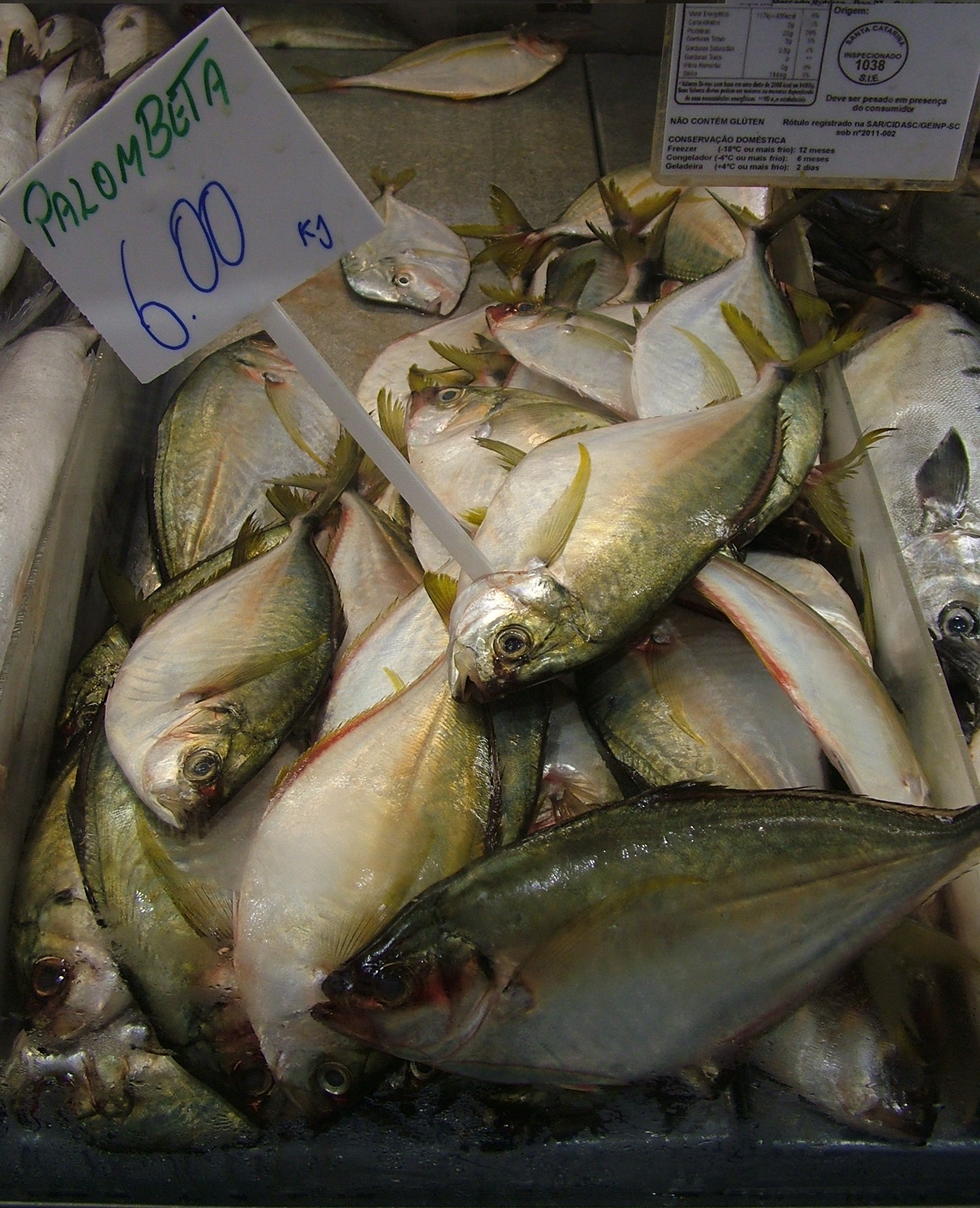 SC tem 130 espécies de peixes, mas o salmão é o mais pedido nos restaurantes SC tem 130 espécies de peixes, mas o salmão é o mais pedido nos restaurantes