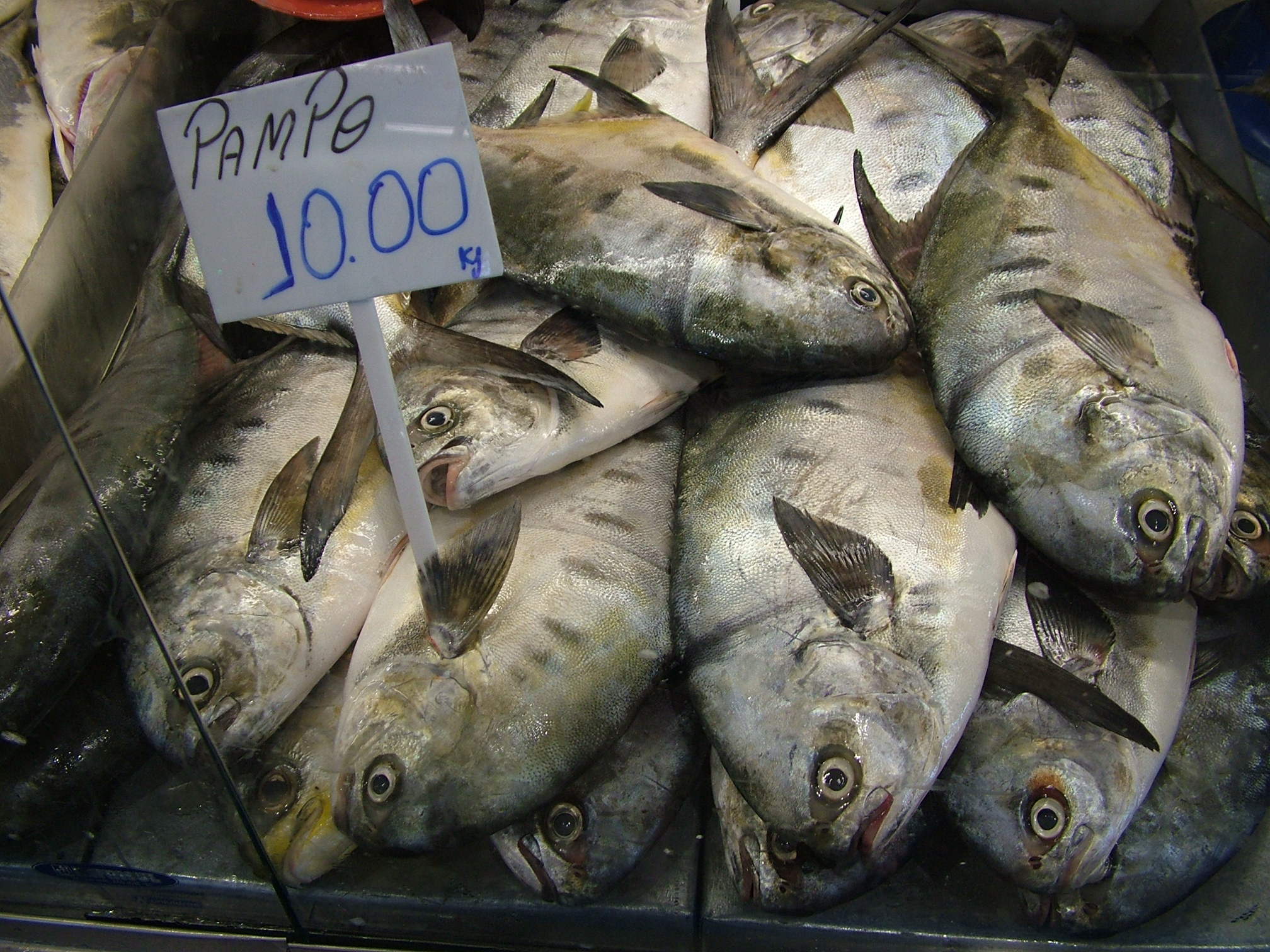 SC tem 130 espécies de peixes, mas o salmão é o mais pedido nos restaurantes SC tem 130 espécies de peixes, mas o salmão é o mais pedido nos restaurantes