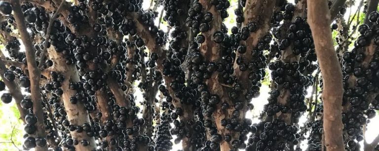 Para comer à vontade: há quase 60 anos fazenda brasileira faz open de jabuticaba