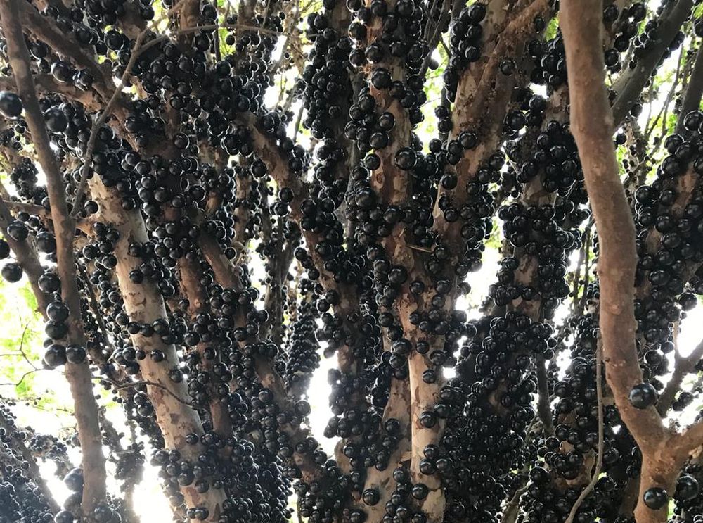 A fazenda abre as portas para os visitantes há quase 60 anos. Foto: divulgação. A fazenda abre as portas para os visitantes há quase 60 anos. Foto: divulgação.
