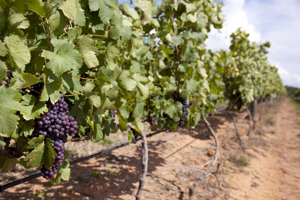 As uvas passam por uma dupla poda, onde os primeiros frutos são erradicados assim que começam a se desenvolver. Foto: Tuca Reines/divulgação. As uvas passam por uma dupla poda, onde os primeiros frutos são erradicados assim que começam a se desenvolver. Foto: Tuca Reines/divulgação.