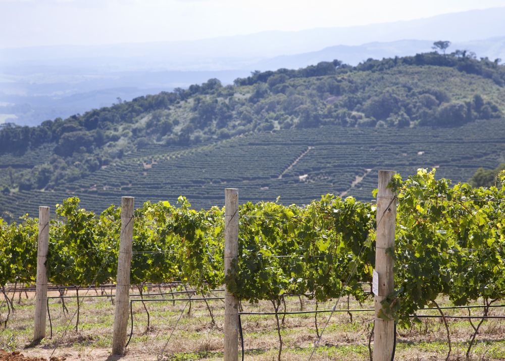 Os vinhedos da vinícola estão a 1.300 metros de altitude, na Serra da Mantiqueira. Foto: divulgação. Os vinhedos da vinícola estão a 1.300 metros de altitude, na Serra da Mantiqueira. Foto: divulgação.