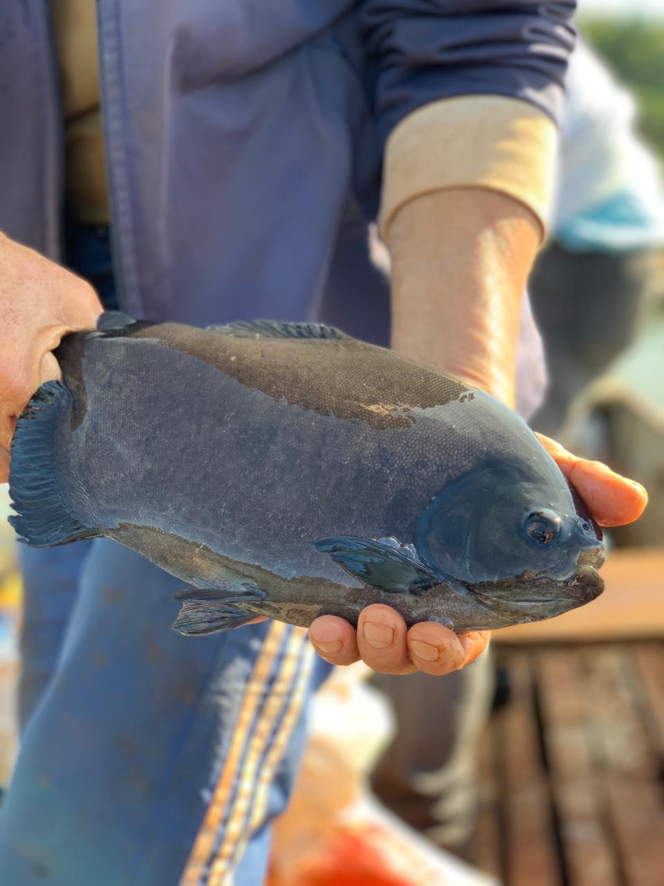 Cerca de 20 toneladas de pacu são produzidas por ano pela Associação de Pescadores e Piscicultores do Lago Itaipu. Foto: Claudia Krauspenhar / arquivo pessoal. Cerca de 20 toneladas de pacu são produzidas por ano pela Associação de Pescadores e Piscicultores do Lago Itaipu. Foto: Claudia Krauspenhar / arquivo pessoal.