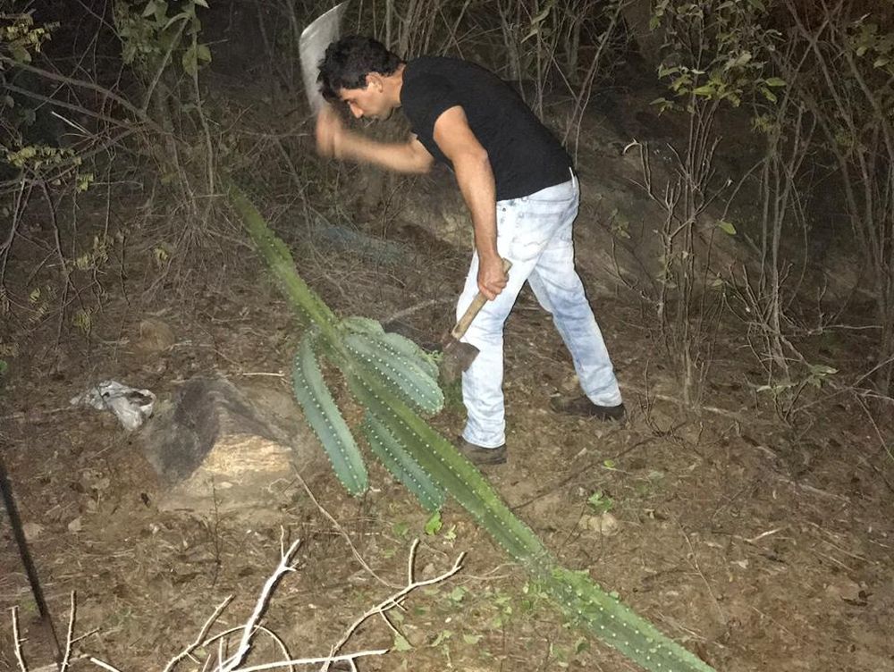 O próprio Tiago foi à campo colher os primeiros cactos utilizados na produção da cerveja. Foto: acervo pessoal. O próprio Tiago foi à campo colher os primeiros cactos utilizados na produção da cerveja. Foto: acervo pessoal.