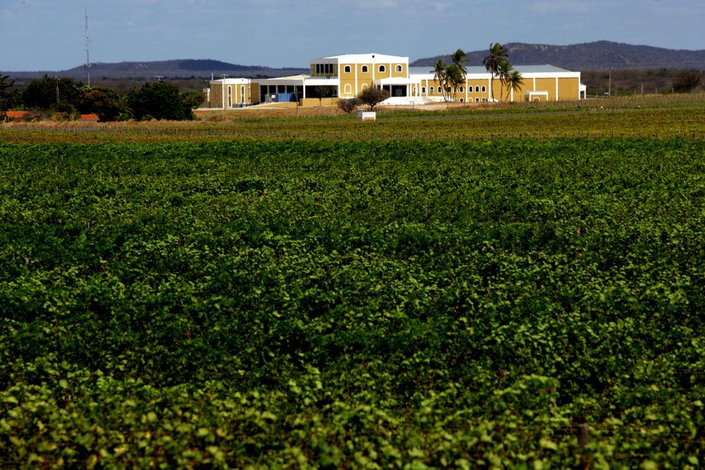 Um dos pontos altos do passeio é a visita à uma vinícola na beira do rio São Francisco, onde os visitantes descobrem que o sertão também faz vinhos e espumantes de qualidade. Foto: divulgação. Um dos pontos altos do passeio é a visita à uma vinícola na beira do rio São Francisco, onde os visitantes descobrem que o sertão também faz vinhos e espumantes de qualidade. Foto: divulgação.