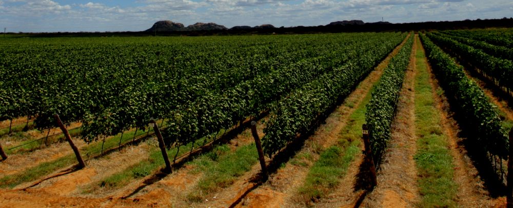 Passeio mostra que o sertão nordestino também produz vinhos e espumantes de qualidade Vapor do Vinho. Foto: divulgação.