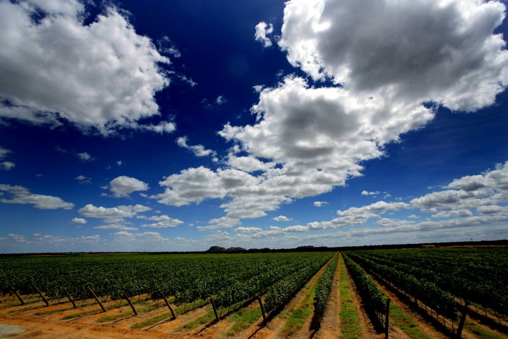 A vinícola no meio do sertão nordestino produz mais de 2,5 milhões de litros por ano de espumante, vinho, brandy e suco de uva. Foto: divulgação. A vinícola no meio do sertão nordestino produz mais de 2,5 milhões de litros por ano de espumante, vinho, brandy e suco de uva. Foto: divulgação.