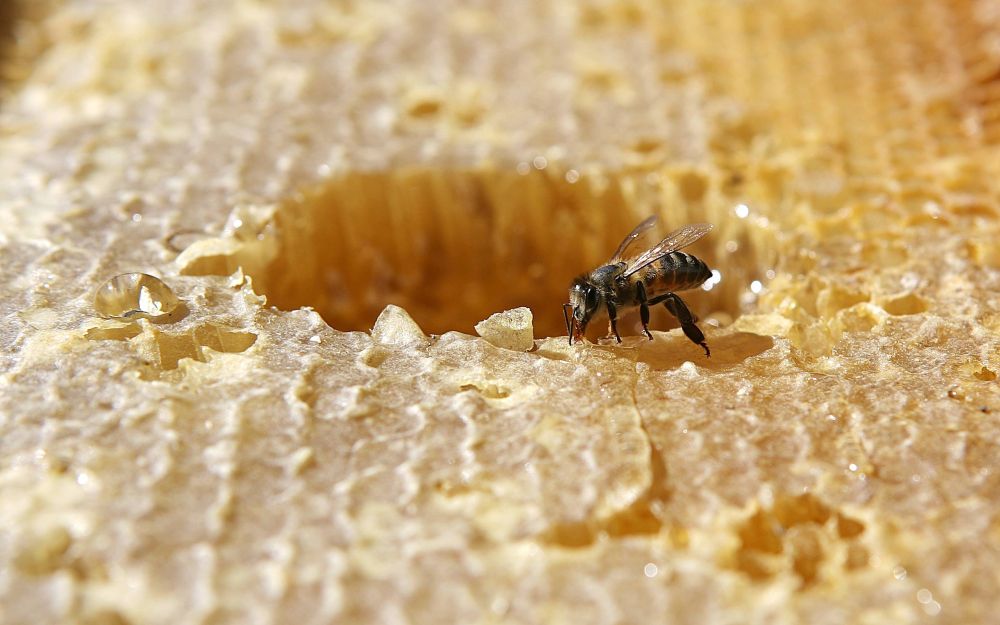Apis mellifera, abelha com ferrão. Foto: Jonathan Campos/Arquivo Gazeta do Povo Apis mellifera, abelha com ferrão. Foto: Jonathan Campos/Arquivo Gazeta do Povo