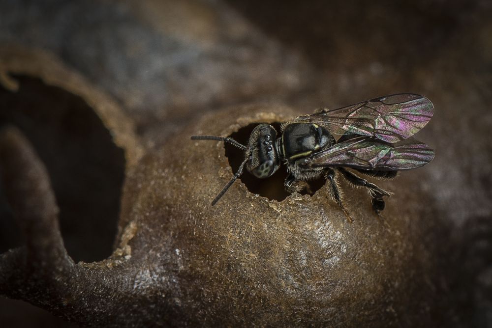 Mirim guaçu, abelha sem ferrão cultivada por meliponicultores como os associados da Amamel. Foto: Letícia Akemi/Gazeta do Povo Mirim guaçu, abelha sem ferrão cultivada por meliponicultores como os associados da Amamel. Foto: Letícia Akemi/Gazeta do Povo