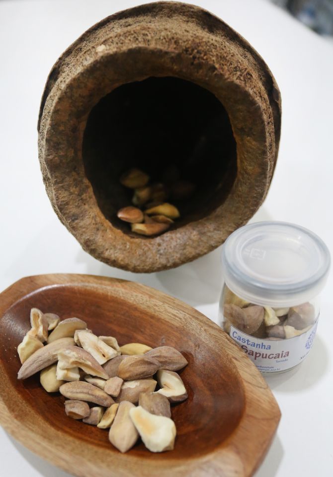 Cada quilo de coco, ou ouriço, chega a ter 180 castanhas em seu interior. Foto: Divulgação Ana Nascimento / SFB Cada quilo de coco, ou ouriço, chega a ter 180 castanhas em seu interior. Foto: Divulgação Ana Nascimento / SFB