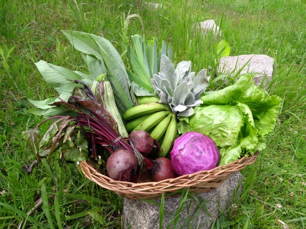 4 formas de comprar hortifruti e itens coloniais que aproximam produtor e consumidor 4 formas de comprar hortifruti e itens coloniais que aproximam produtor e consumidor
