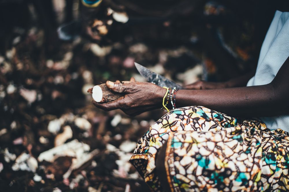 A atenção de chefs como Alex Atala se volta aos usos da mandioca como ingrediente por populações originárias em receitas "pré-Cabralinas". Foto: Annie Spratt/Unsplash A atenção de chefs como Alex Atala se volta aos usos da mandioca como ingrediente por populações originárias em receitas "pré-Cabralinas". Foto: Annie Spratt/Unsplash