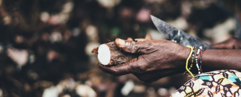 A atenção de chefs como Alex Atala se volta aos usos da mandioca como ingrediente por populações originárias em receitas "pré-Cabralinas". Foto: Annie Spratt/Unsplash
