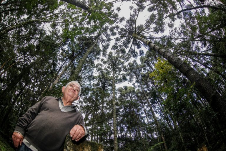 Marco Mazzarotto, tem 71 anos e é um "guardião das araucárias". Ele reflorestou uma área em Curitiba e segue trabalhando para proteger esse espaço. Foto: Jonathan Campos / Gazeta do Povo.