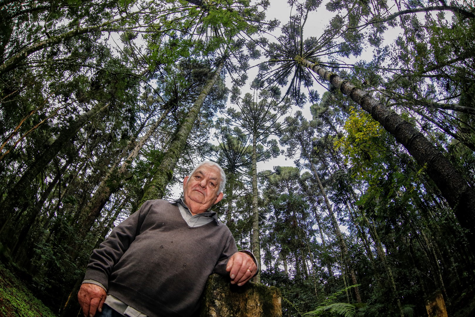 Marco Mazzarotto: o "guardião das araucárias". Foto: Jonathan Campos / Gazeta do Povo Marco Mazzarotto: o "guardião das araucárias". Foto: Jonathan Campos / Gazeta do Povo