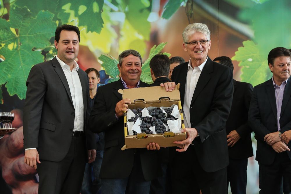 O Governador Carlos Massa Ratinho Júnior (à esquerda) e o secretário estadual da Agricultura e Abastecimento, Norberto Ortigara (à direita) recebem uma caixa de uvas do agricultor Wanderlei Aparecido da Silva. Foto: Geraldo Bubniak/Agência Estadual de Notícias O Governador Carlos Massa Ratinho Júnior (à esquerda) e o secretário estadual da Agricultura e Abastecimento, Norberto Ortigara (à direita) recebem uma caixa de uvas do agricultor Wanderlei Aparecido da Silva. Foto: Geraldo Bubniak/Agência Estadual de Notícias