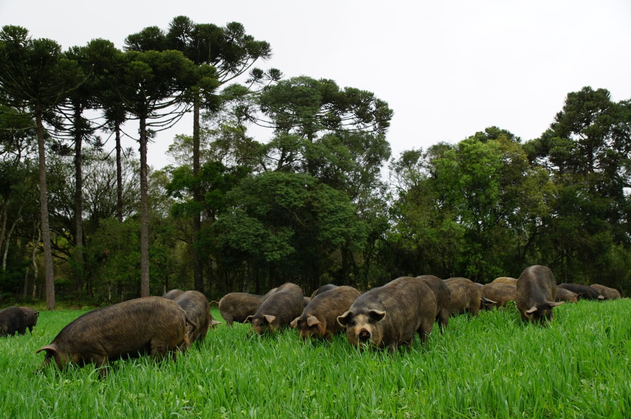 Porco Moura criado em Piraquara, Paraná: criado solto e com alimentação que segue os requisitos do Grupo Jamie Oliver. Foto: Divulgação Porco Moura criado em Piraquara, Paraná: criado solto e com alimentação que segue os requisitos do Grupo Jamie Oliver. Foto: Divulgação