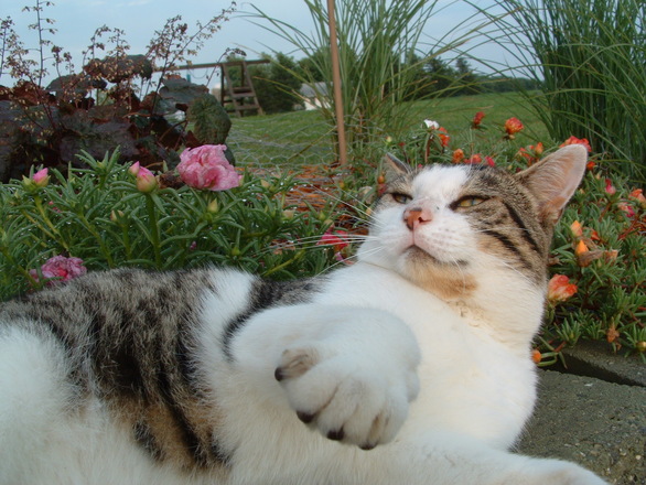 Algumas plantas ornamentais devem ficar longe de crianças e animais. Foto: Amber Braaten/FreeImages
