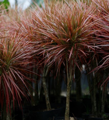 A Dracena é uma das espécies resistentes para ter dentro de casa. Foto: Jonathan Campos / Gazeta do Povo. 