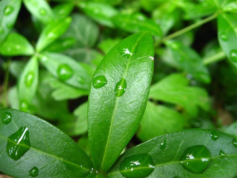 Medidas simples ajudam a manter o jardim e os vasos sempre lindos, economizando água. Crédito: Freeimages.  