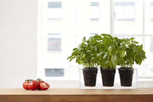 Imagens: divulgação