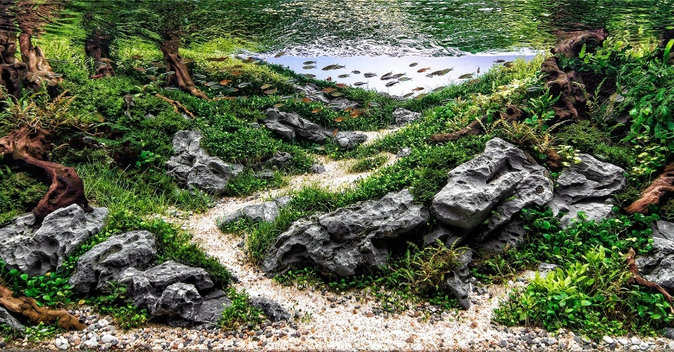 Aquário projeto pelo aquapaisagista Paulo Pacheco. A peça Deep Nature ganhou o 4º lugar no International Aquatic Plants Layout Contest. Fotos: divulgação.