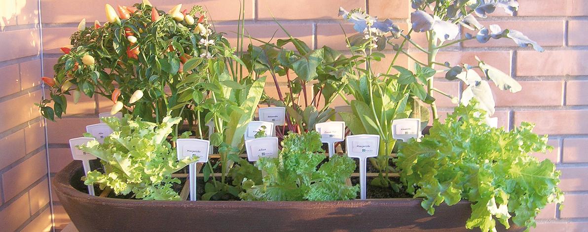 Horta zen para até 15 espécies diferentes, com sistema de autoirrigação. Foto: Divulgação