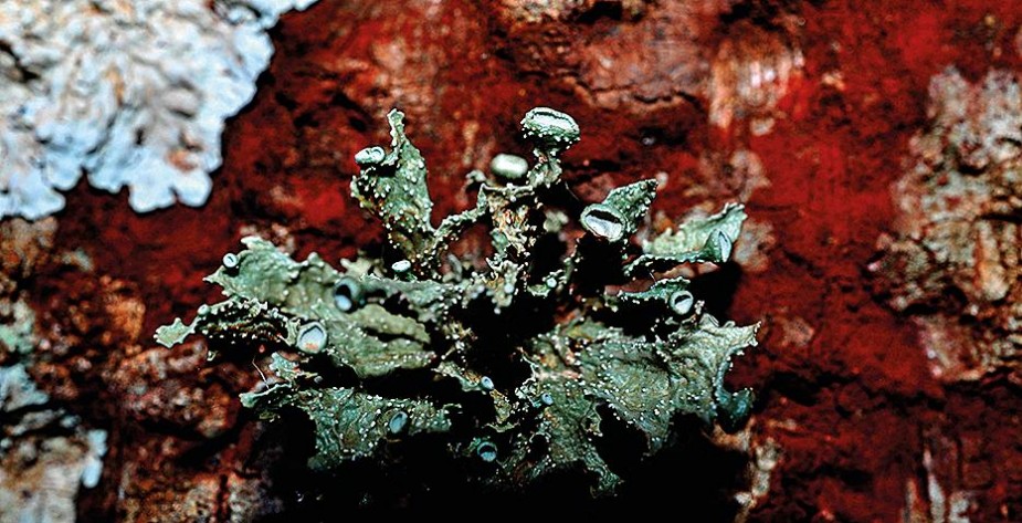 Fotografia de Mariana Canet que integra exposição em Londres.  Mariana Canet/Divulgação.