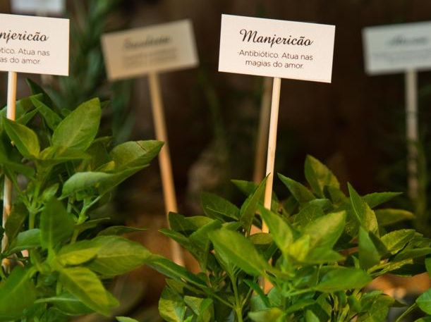 Sugestão da floricultura Flor do Dia, com mudas de manjericão em vasos individuais