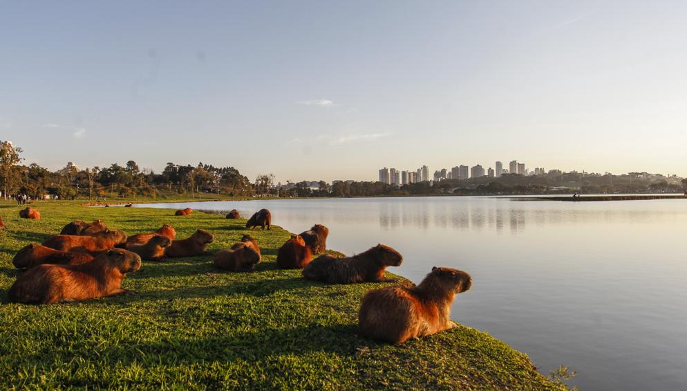 Parque Barigui deve sua existência à coragem do Ippuc da época, composto por aproximadamente 15 pessoas. Fotos: Daniel Castellano / Gazeta do Povo. Parque Barigui deve sua existência à coragem do Ippuc da época, composto por aproximadamente 15 pessoas. Fotos: Daniel Castellano / Gazeta do Povo.