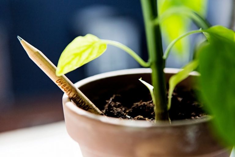 Lápis podem ser cultivados e transformados nas plantas de sua preferência. Fotos: Sprout World/Divulgação