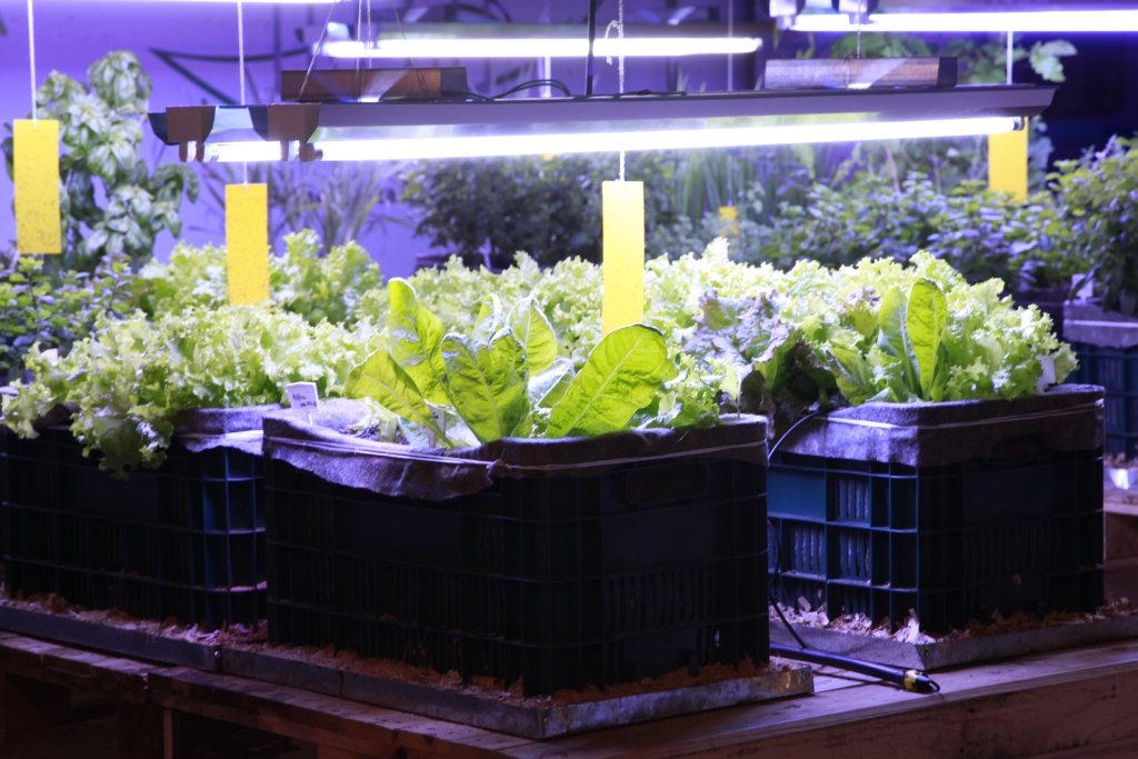 O projeto inédito no Brasil aproveita os resíduos orgânicos gerados no próprio prédio, que são transformados em adubo por um sistema de compostagem instalado no local. Fotos: Paulo Pampolin/Divulgação