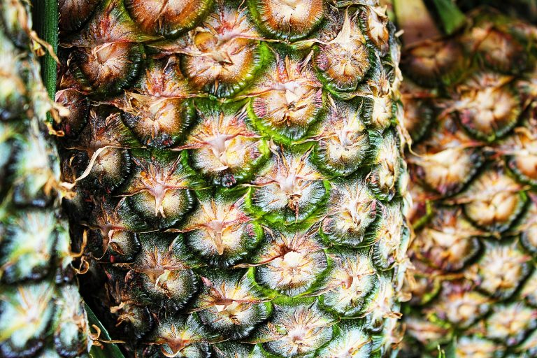 Couro extraído do abacaxi é alternativa viável para substituir couro animal. Foto: Greg Montani/Pixabay/Divulgação