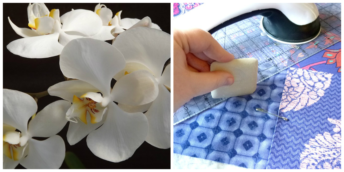 Oficina com técnicas para cuidar de orquídeas e um festival de artesanato movimentam a cidade de Curitiba neste fim de semana. Fotos: Pixabay