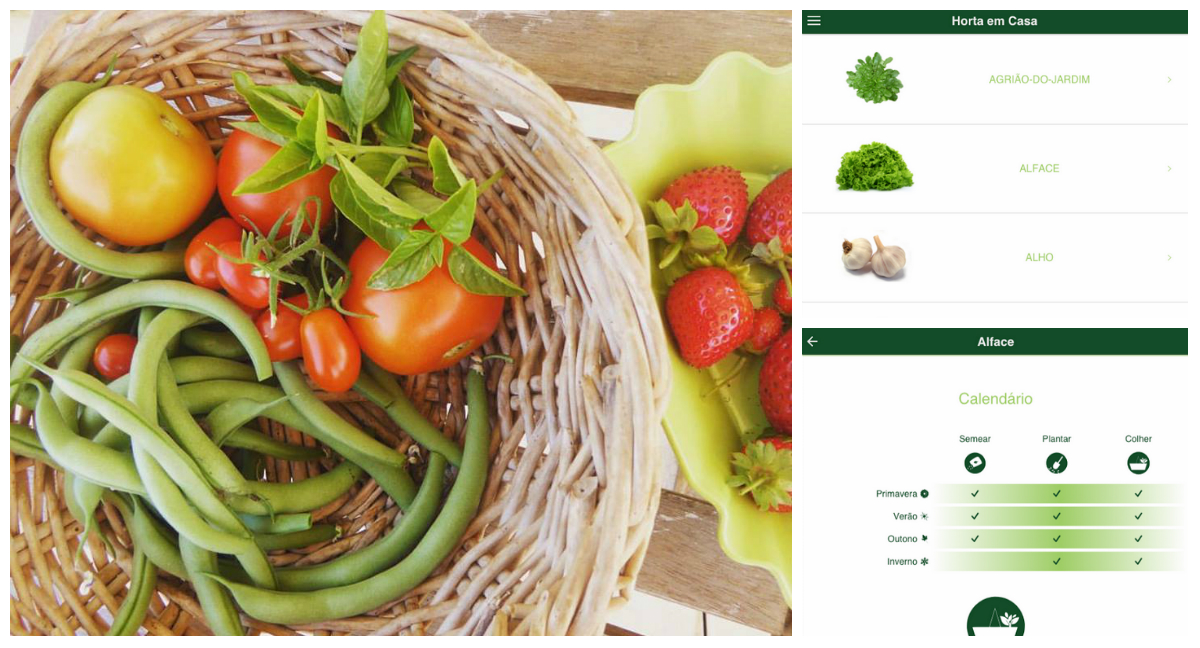 Aplicativos como o Plantit ajudam no cultivo de hortas e flores. Foto: e imagens: Plantit/Reprodução.