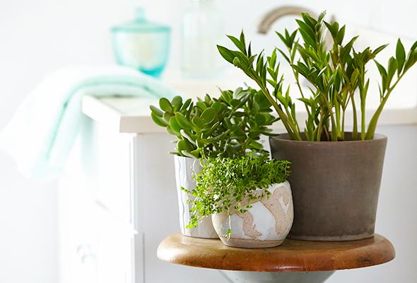 Plantas combinam com todos os estilos de ambientes e ajudam a levantar o astral até dos cômodos mais frios, como o banheiro. Foto: P&G Everyday/Reprodução