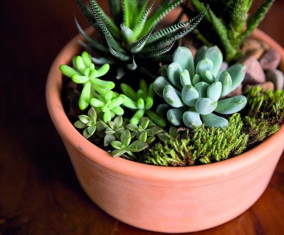 Suculentas e forrações. 
Foto: Bruno Covelo/Divulgação