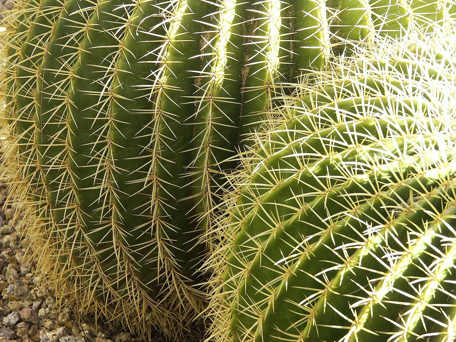 Plantas bem específicas, os cactos são considerados purificadores dos ambientes. Foto: Freeimages. Plantas bem específicas, os cactos são considerados purificadores dos ambientes. Foto: Freeimages.