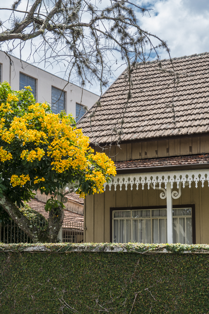 Conheça a árvore que está colorindo Curitiba nas últimas semanas de verão Conheça a árvore que está colorindo Curitiba nas últimas semanas de verão