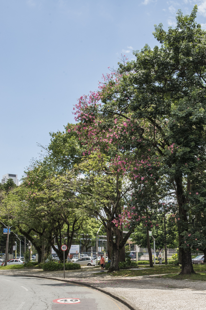 Conheça a árvore que está colorindo Curitiba nas últimas semanas de verão Conheça a árvore que está colorindo Curitiba nas últimas semanas de verão