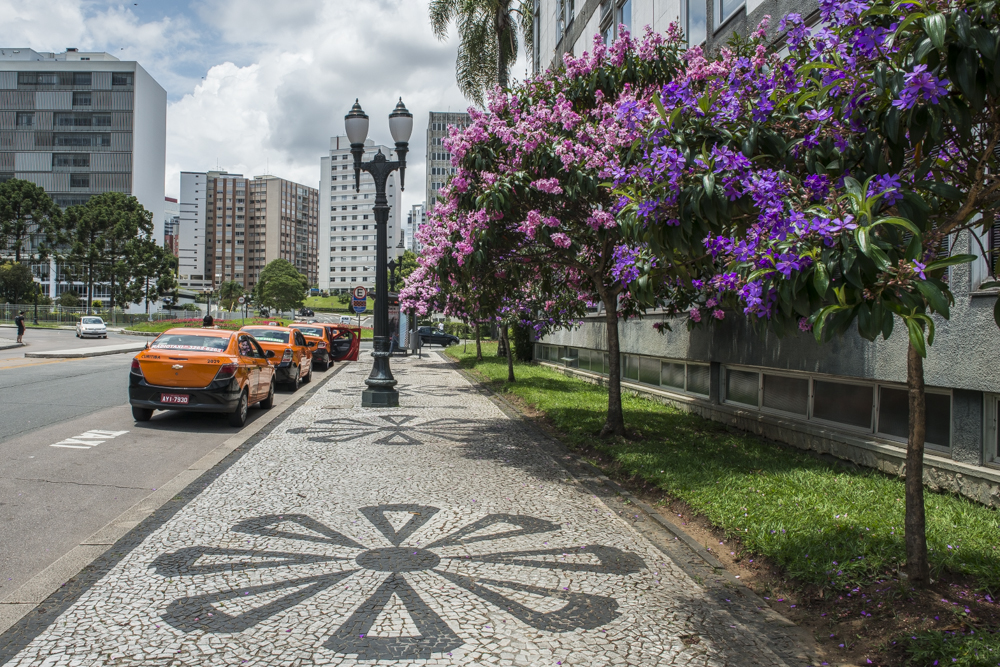 Conheça a árvore que está colorindo Curitiba nas últimas semanas de verão Conheça a árvore que está colorindo Curitiba nas últimas semanas de verão