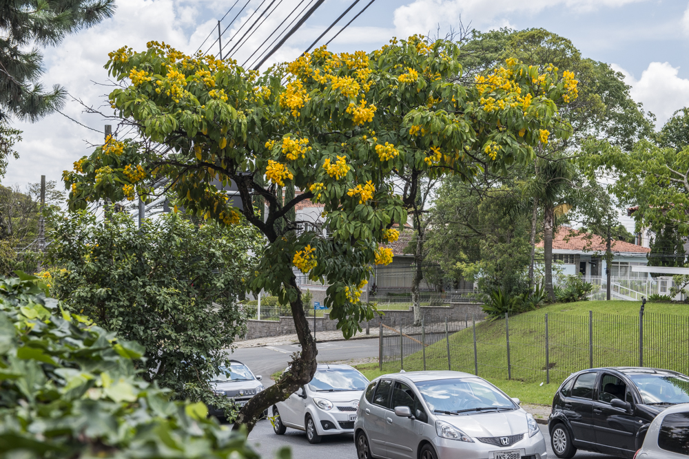 Conheça a árvore que está colorindo Curitiba nas últimas semanas de verão Conheça a árvore que está colorindo Curitiba nas últimas semanas de verão