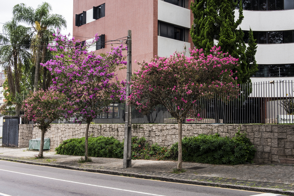 Conheça a árvore que está colorindo Curitiba nas últimas semanas de verão Conheça a árvore que está colorindo Curitiba nas últimas semanas de verão